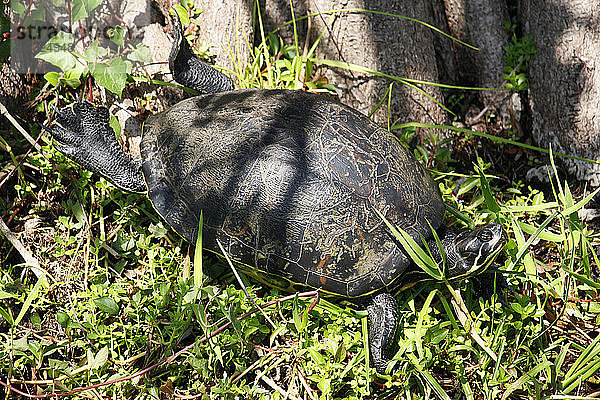 USA. Florida. Everglades-Nationalpark. Anhinga-Pfad. Blick auf eine Blässhuhnschildkröte  die sich in der Sonne wärmt.