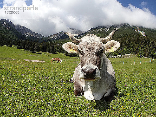 Österreich  Tirol  Fokus auf eine auf dem Gras liegende Grauvieh-Kuh  die Tiroler Grauvieh-Rasse.