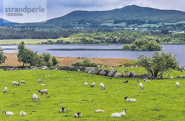 Republik Irland  Grafschaft Mayo  der Fjord von Killary und schwarzköpfige Schafe