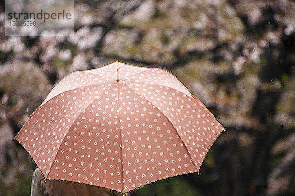 Frau im Schutz ihres Regenschirms  passend zu blühenden Kirschbäumen  Tokio  Japan