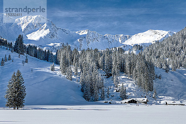 Österreich  Kleinwalsertal  Allgäuer Alpen  Schwarzwassertal; Fichtenwald  Hochebene Melkode