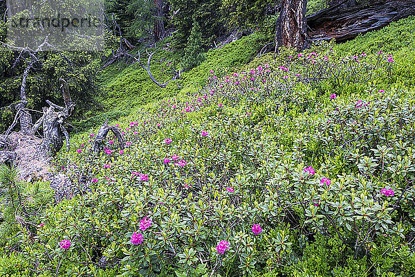 Österreich  UNESCO-Biosphärenpark Salzburger Lungau  Österreich  Biosphärenpark  Alpenrose (Rhododendron ferrugineum) blüht im Unterholz des Waldes