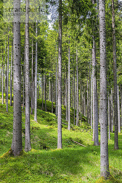 Österreich  Tirol  Naturpark Tiroler Lech  Lechtal Fichtenwald  Fichte (Picea abies)