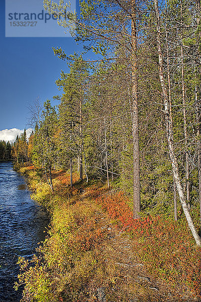 Taigawald  Schottische Kiefer (Pinus sylvestris)  Ruska-Zeit (Herbst)  Pallas-Yllastunturi-Nationalpark  Lappland  Finnland