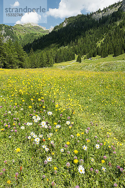 Österreich  UNESCO-Biosphärenpark Salzburger Lungau  Naturpark Riedingtal  blühende Weiden