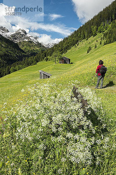 Österreich  Tirol  Allgäuer Alpen  Hornbachtal  ein Seitental der Lech-Wasserscheide  Scheune; fg.: von Kerbel (Chaerophyllum sp.) umgebene Bank