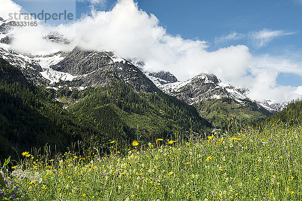 Österreich  Tirol  Allgäuer Alpen  Hornbachtal  ein Seitental der Lech-Wasserscheide  Wiese
