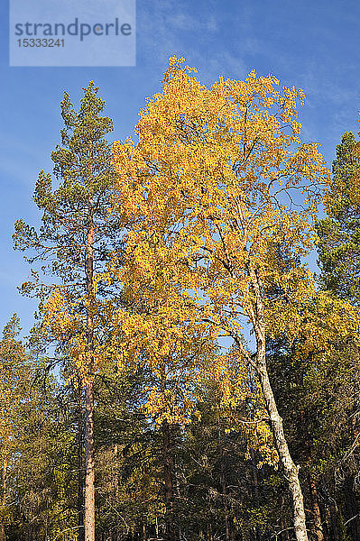 Taigawald  Schottische Kiefer (Pinus sylvestris)  Birke (Betula pubescens)  Ruska-Zeit (Herbst)  Pallas-Yllastunturi-Nationalpark  Lappland  Finnland