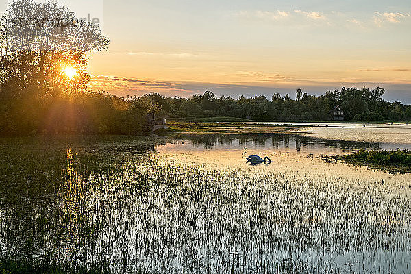 Italien  Friaul  Regionalpark Isonzomündung  Vogelschutzgebiet Isola della Cona  Feuchtgebiet