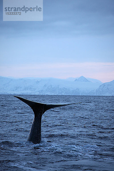 Norwegen  Vesteralen  Walfischschwanz