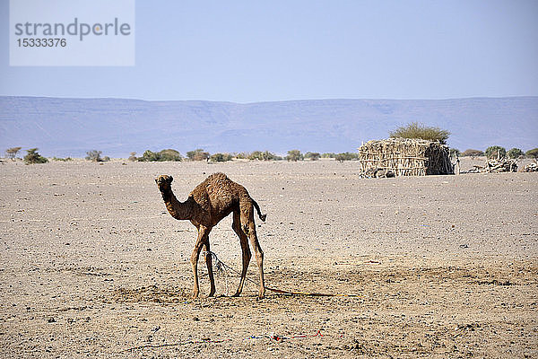 Dschibuti  Abbe-Seegebiet  Kamel