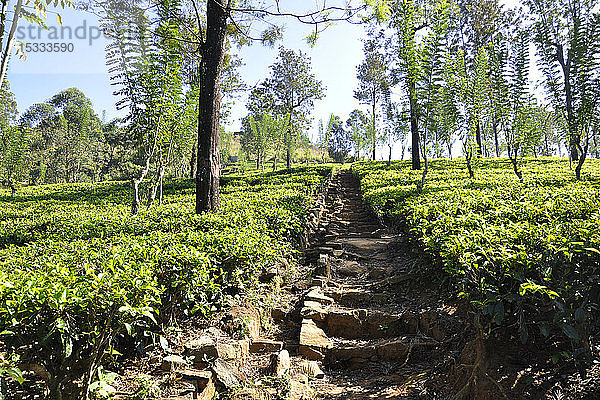 Sri Lanka  Nuwara Eliya  Teeplantagen