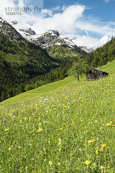 Österreich  Tirol  Allgäuer Alpen  Hornbachtal  ein Seitental der Lech-Wasserscheide  Wiese  Stadel