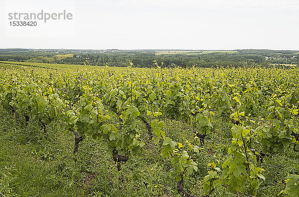 Weinreben in einem Weinberg im Loire-Tal  Frankreich