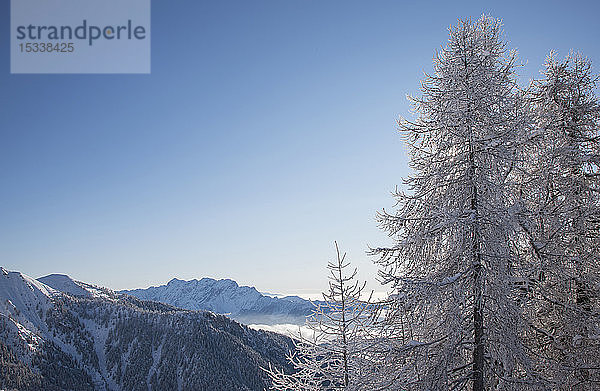 Kahle Bäume in den Bergen im Piemont  Italien