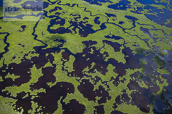 Luftaufnahme des Everglades-Nationalparks in Florida  USA