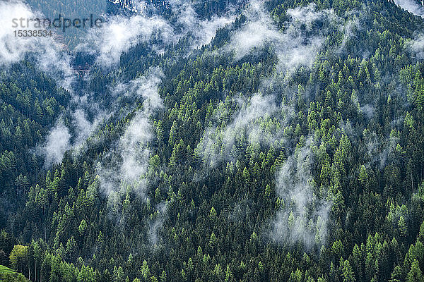 Wolken über hügeligem Kiefernwald