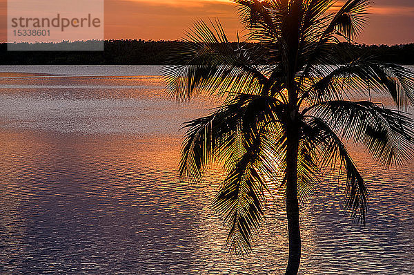 Silhouette einer Palme am Meer bei Sonnenuntergang