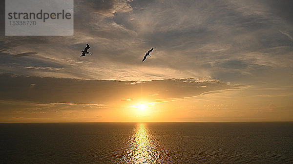 Silhouetten von Vögeln fliegen gegen Sonnenaufgang Wolkenlandschaft über dem Meer