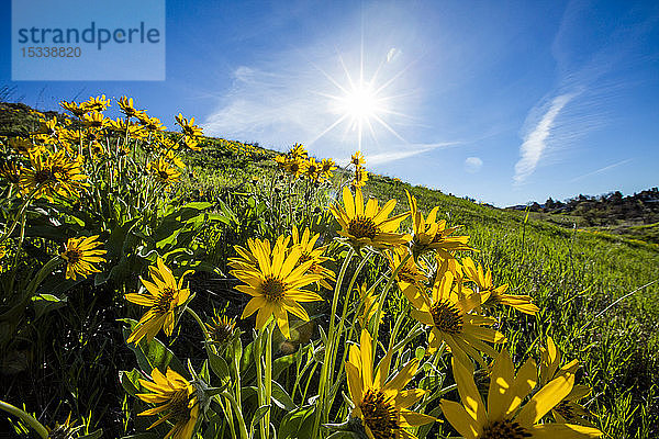 Pfeilblättriges Springkraut blüht im Sonnenschein