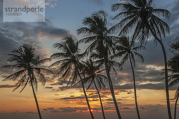 Silhouetten von Palmen gegen Sonnenuntergang Wolkenlandschaft