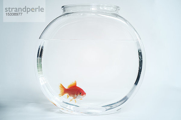 Goldfisch im Fischglas