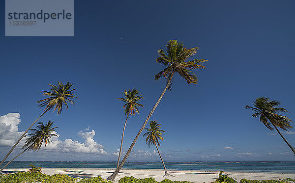 Palmen am Strand von Las Terrenas  Dominikanische Republik