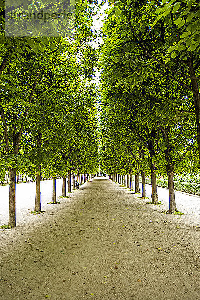 Baumreihen in den Gärten des Palais-Royal in Paris  Frankreich