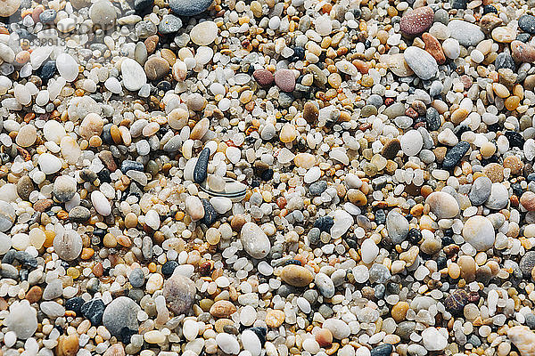 Muscheln und Kieselsteine am Strand