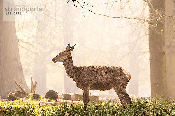 Rothirsch im Richmond Park  London  England  Vereinigtes Königreich  Europa