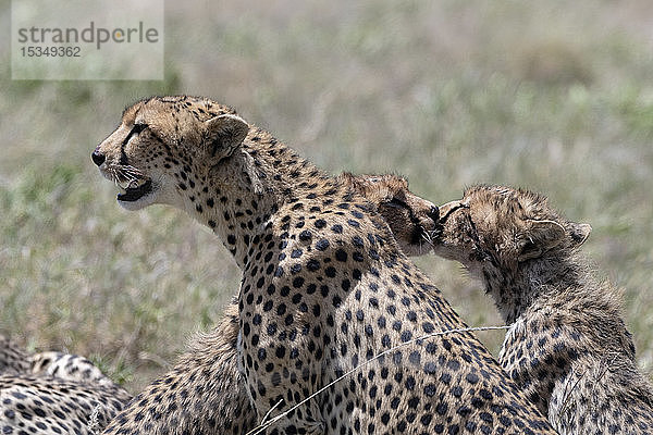 Ein weiblicher Gepard (Acybonix jubatus) mit seinen beiden Jungen  Tansania  Ostafrika  Afrika