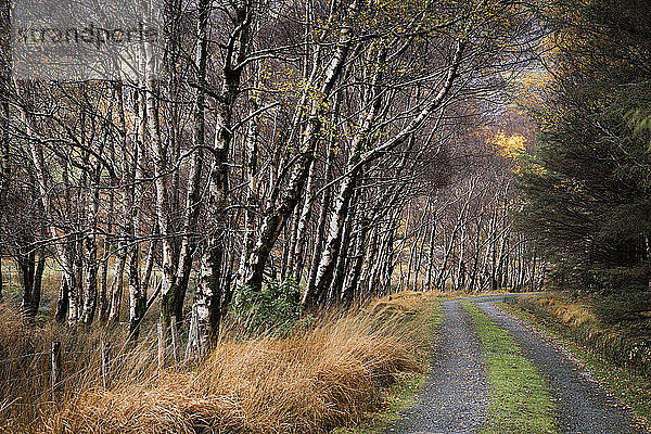 Silberbirkenallee (Betula pendula) und Weg im Herbst  The Black Valley  Killarney National Park  County Kerry  Munster  Republik Irland  Europa