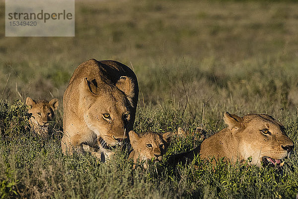 Zwei Löwinnen (Panthera leo) und zwei fünf Wochen alte Jungtiere im Gras  Tansania  Ostafrika  Afrika