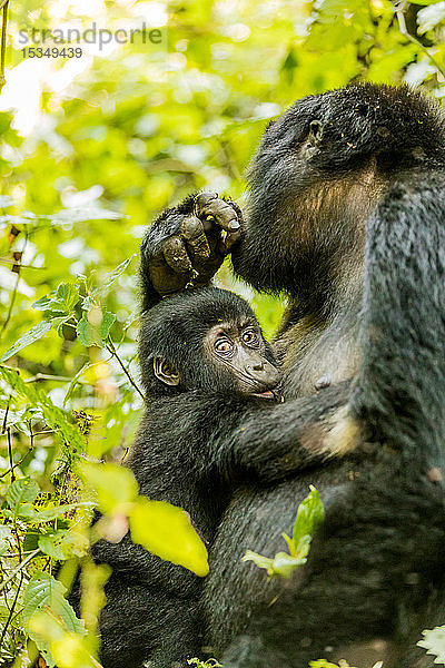 Berggorillas im Bwindi Impenetrable Forest National Park  UNESCO Weltkulturerbe  Uganda  Ostafrika  Afrika