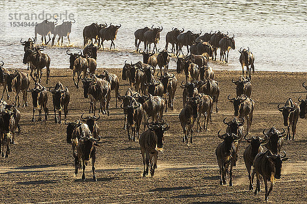 Wanderndes Gnu (Chonnochaetes tautinus) beim Überqueren des Ndutu-Sees  Serengeti  UNESCO-Welterbe  Tansania  Ostafrika  Afrika
