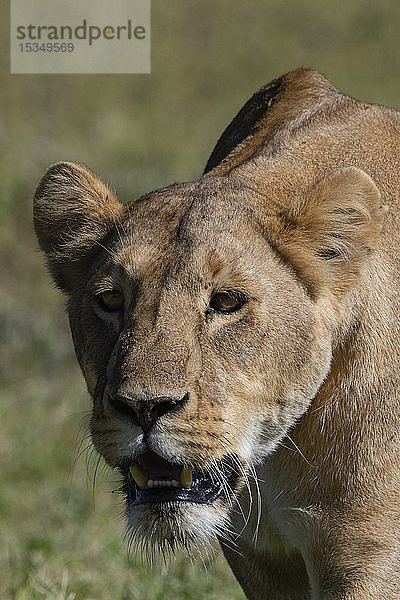 Löwin (Panthera leo)  Ngorongoro-Krater  Ngorongoro-Schutzgebiet  UNESCO-Welterbestätte  Tansania  Ostafrika  Afrika