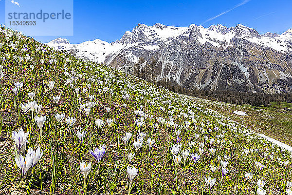 Blüte des Crocus nivea im Val Fex (Fextal)  Engadin  Kanton Graubünden  Schweiz  Europa