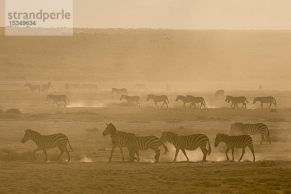 Steppenzebras (Equus quagga) beim Spaziergang im Staub bei Sonnenuntergang im Hidden Valley  Tansania  Ostafrika  Afrika