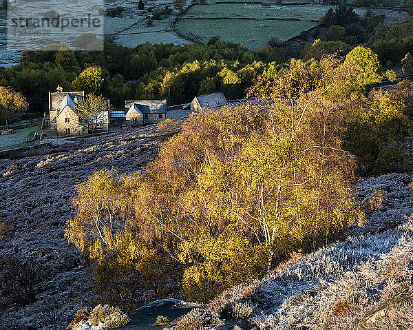 Bauernhaus und Silberbirke an einem frostigen Herbstmorgen  Peak District National Park  Derbyshire  England  Vereinigtes Königreich  Europa