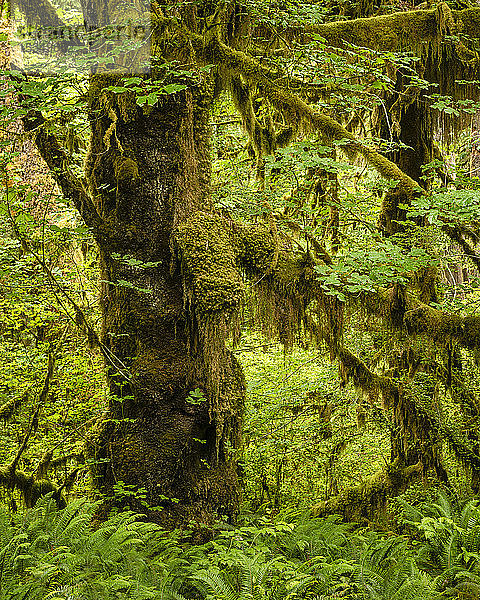 Hoh Rainforest  Olympic National Park  UNESCO-Welterbe  Washington State  Vereinigte Staaten von Amerika  Nordamerika