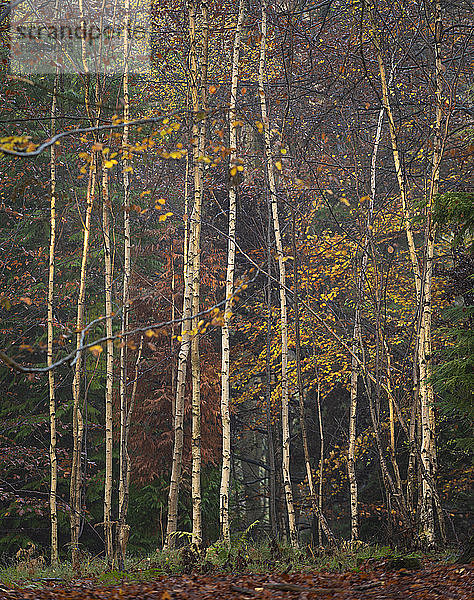 Silberbirke (Betula pendula)  Herbstfärbung  King's Wood  Challock  Kent  England  Vereinigtes Königreich  Europa