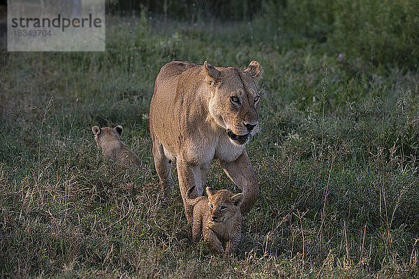 Eine weibliche Löwin (Panthera leo) geht mit ihren 45-50 Tage alten Jungen spazieren  Tansania  Ostafrika  Afrika
