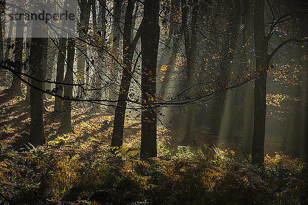 Rotbuche (Fagus sylvatica)  morgendliches Sonnenlicht  Herbstfärbung  King's Wood  Challock  Kent  England  Vereinigtes Königreich  Europa