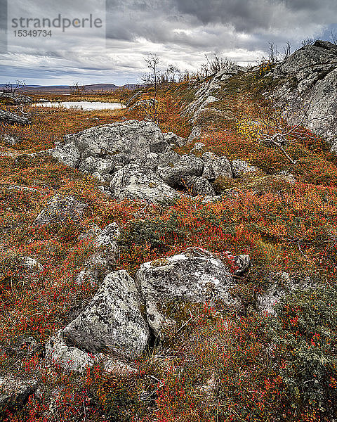 Felsen und Zwergbirke (Betula nana)  Herbstfärbung  Ruska  Kilpisjarvi  Lappland  Finnland  Europa