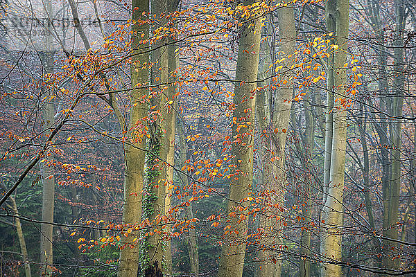 Rotbuche (Fagus sylvatica)  Herbstfärbung  King's Wood  Challock  Kent  England  Vereinigtes Königreich  Europa