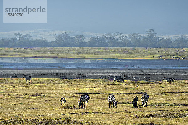 Gewöhnliche Zebras (Equus quagga) im Ngorongoro-Krater  Ngorongoro-Schutzgebiet  UNESCO-Welterbe  Tansania  Ostafrika  Afrika