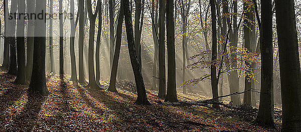 Rotbuche (Fagus sylvatica)  morgendliches Sonnenlicht  Herbstfärbung  King's Wood  Challock  Kent  England  Vereinigtes Königreich  Europa