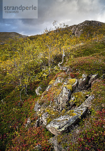 Herbstfärbung im Anderdalen-Nationalpark  Senja  Norwegen  Skandinavien  Europa