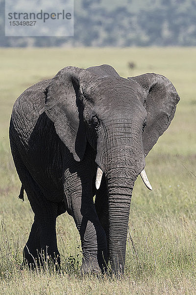 Afrikanischer Elefant (Loxodonta africana)  Seronera  Serengeti-Nationalpark  UNESCO-Welterbestätte  Tansania  Ostafrika  Afrika