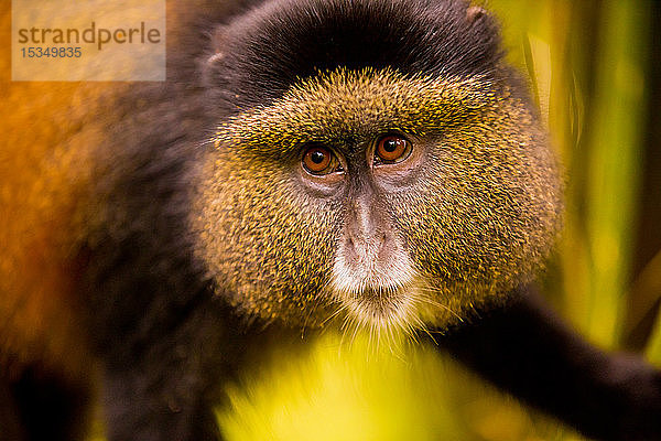 Goldener Affe im Volcanoes-Nationalpark  Ruanda  Afrika